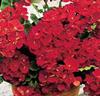 Storblommande pelargonior 'Mustang' röd
