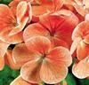 Storblommande pelargonior 'Cherie' orange