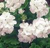 Storblommande pelargonior 'Apollo' vit