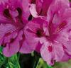 Storblommande pelargonior 'Lavendel' lila