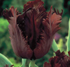 Papegojtulpaner 'Black Parrot'