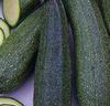 Courgette 'Diamant' F:1 hybrid