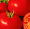 Tomat 'Shirley' F:1 hybrid