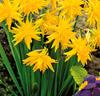 Mini-narcisser 'Rip van Winkle'