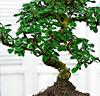 Bonsai 'Carmona'