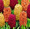 Hyacinter 'Tricolor' Mix