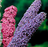 Syrenbuddleja 'Emper Blue'