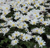 Narcisser 'Rip van Winkle' och Anemone blanda 'White Splendour'