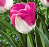 Tulpaner 'Innuendo'