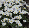 Tulpaner 'Pinocchio' + Anemoner 'White Splendour'
