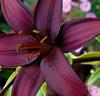 Storblommig lilja 'Dimension'®