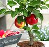 Äppel-bonsai 'Braeburn'