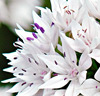Allium amplectens