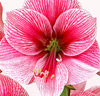 Amaryllis 'Purple Rain'