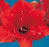 Amaryllis 'Red Nymph'®