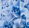 Dubbelblommig hyacint 'Blue Tango'