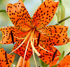 Tigerlilja 'Splendens'