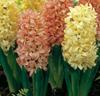 Hyacinter 'Yellow Queen'