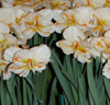 Narcisser 'Trepolo'
