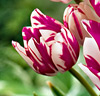 Tulpan 'Candy Club'®
