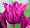 Tulpan 'Night Club'®