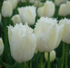 Tulpan 'Pirveli Lady'