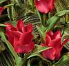 Tulpaner 'Rödluvan'