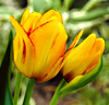 Tulpan 'Sunshine Club'®