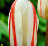 Tulpaner 'White Fire'