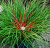 Fascicularia bicolor