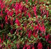 Fuchsia 'Riccartonii'