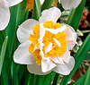 Narcisser 'Perfect Match'