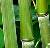 Bambu 'Bissetti'