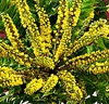 Vintermahonia på stam