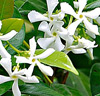 Stjärnjasmin