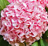 Hortensia 'Pink Big Head'