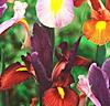 Holländsk iris 'Tiger Mix'