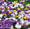 Storblommiga krokusar Mix