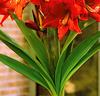 Amaryllis 'Gracilis'
