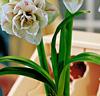 Amaryllis 'Nymph'®