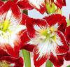 Amaryllis 'Minerva'