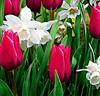 Tulpaner 'Christmas Marvel' + Narcisser 'Thalia'
