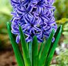 Hyacinter 'Blue Jacket'