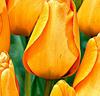 Tulpaner 'Daydream'
