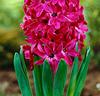 Hyacinter 'Jan Bos'