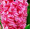 Hyacinter 'Pink Pearl'