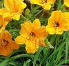 Daglilja 'Stella de Oro'