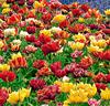 Dubbla tidigblommande tulpaner Mix