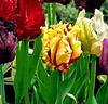 Papegojtulpaner Mix