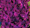 Hyacinter 'Woodstock'®